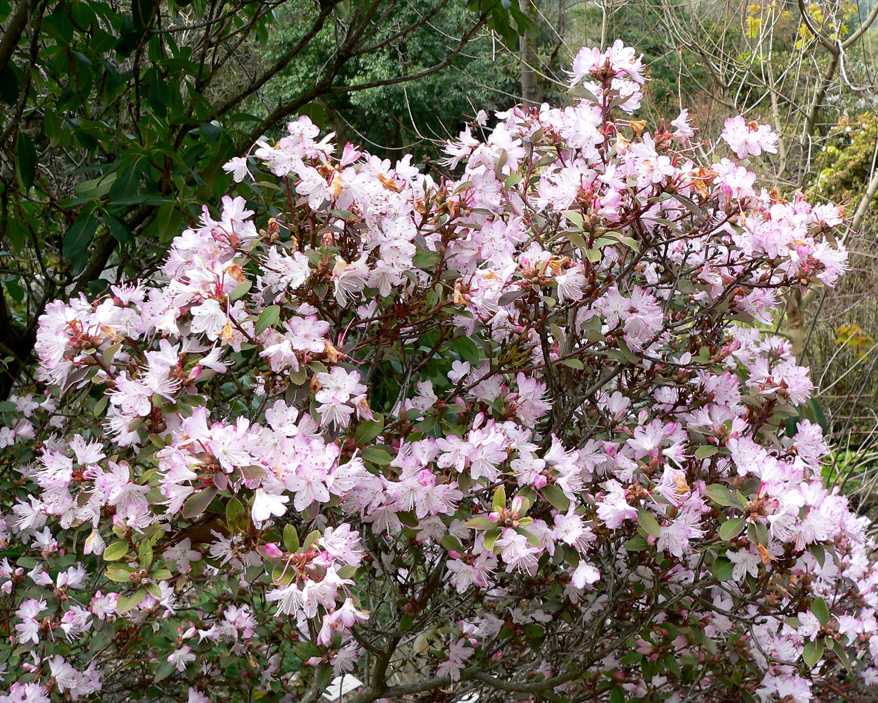 Rododendron racemosum