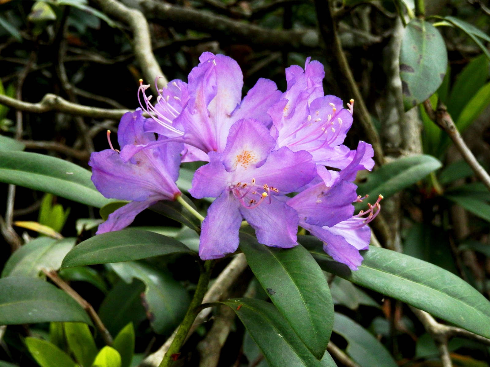 Rododendron ponticum