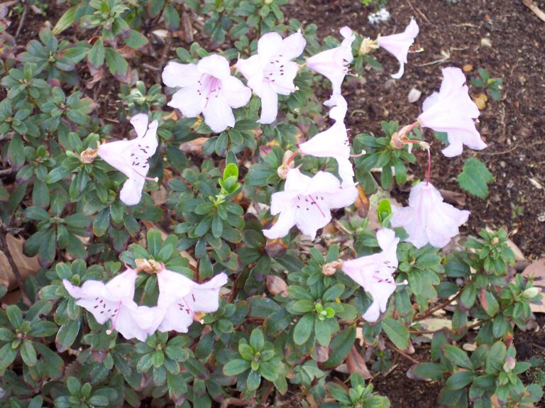 Rododendron pemakoense (Rhododendron pemakoense)