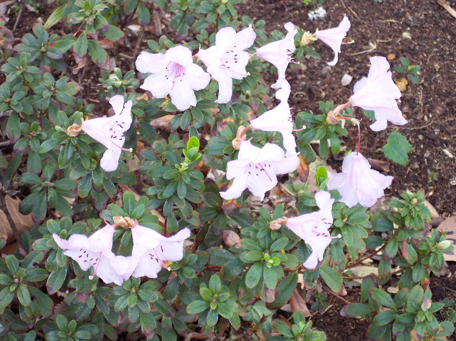Rododendron pemakoense