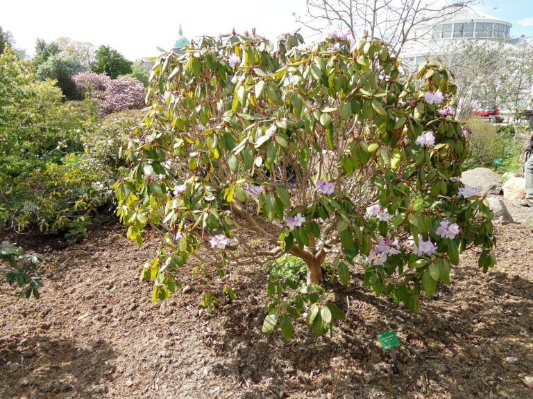 Rododendron wallichii (Rhododendron wallichii)