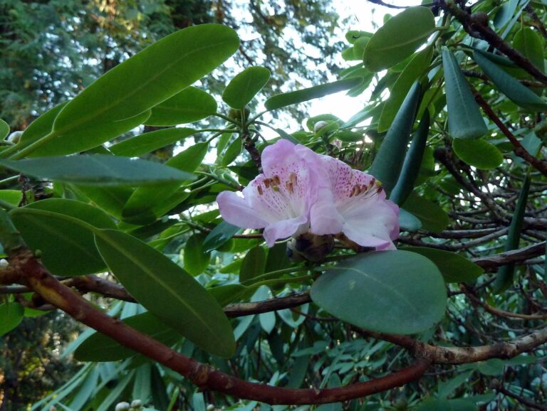 Rododendron vernicosum Rododendron vernicosum (Rhododendron vernicosum)