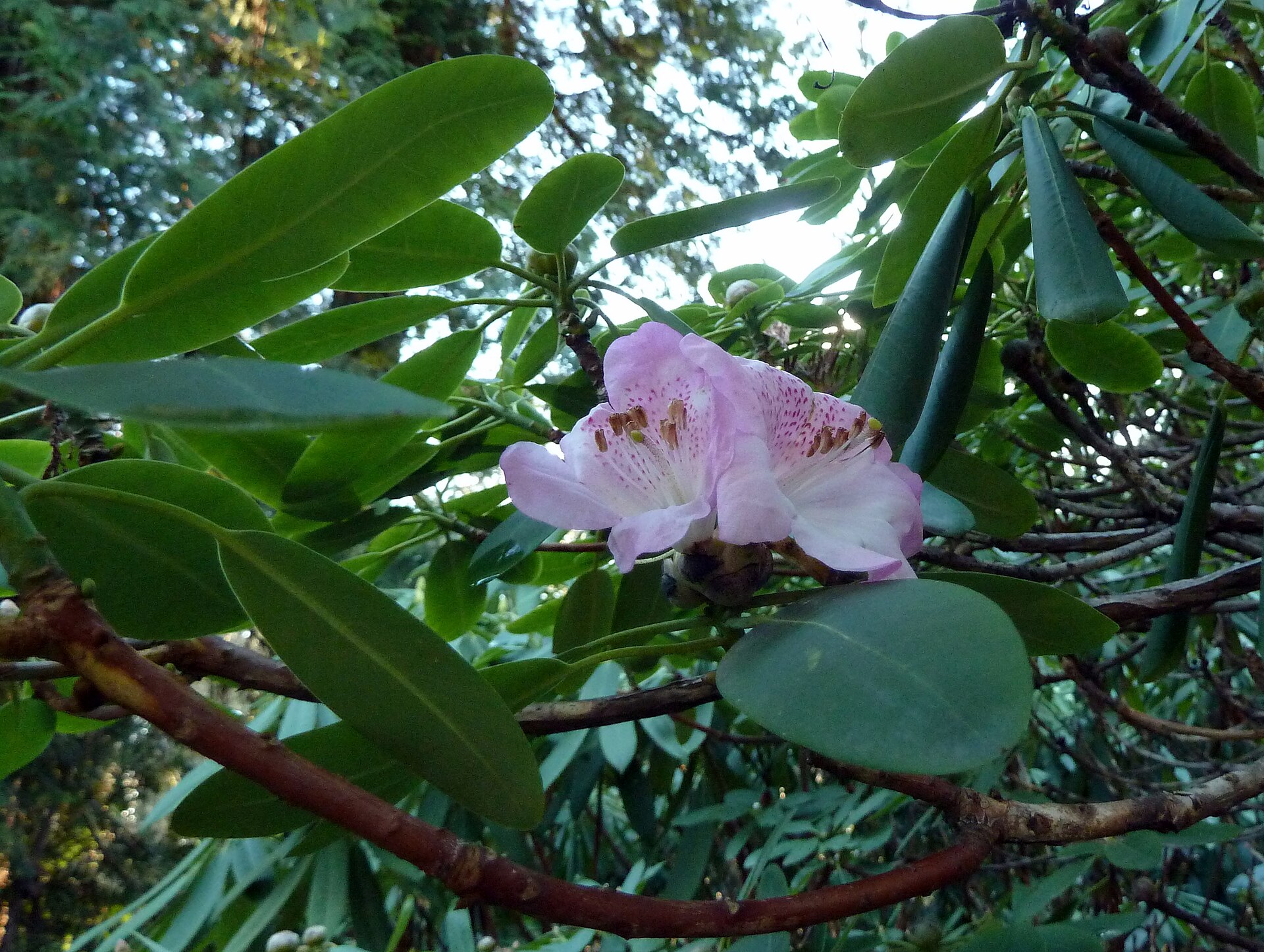 Rododendron vernicosum