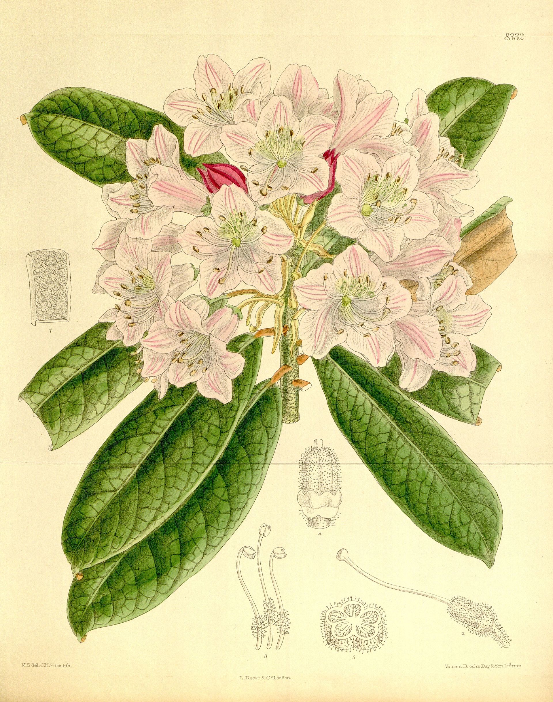 Rododendron ungernii