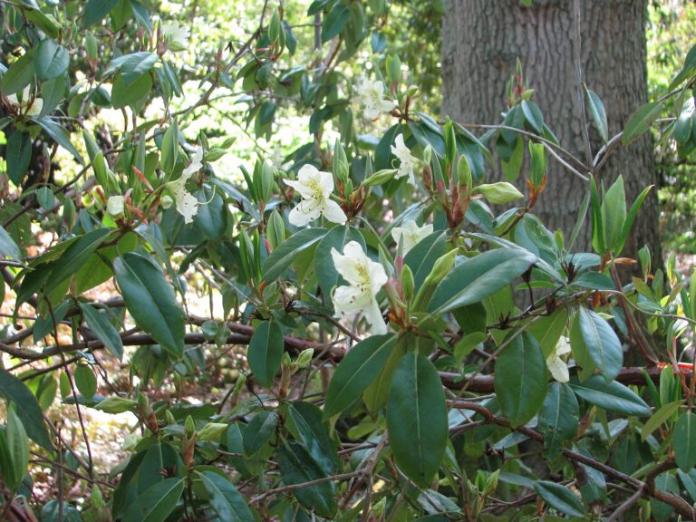 Rododendron triflorum (Rhododendron triflorum)
