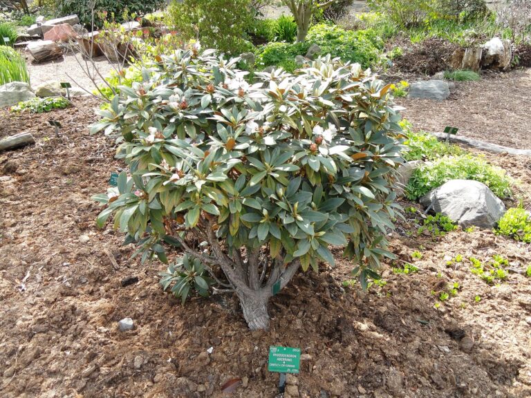 Rododendron traillianum (Rhododendron traillianum)