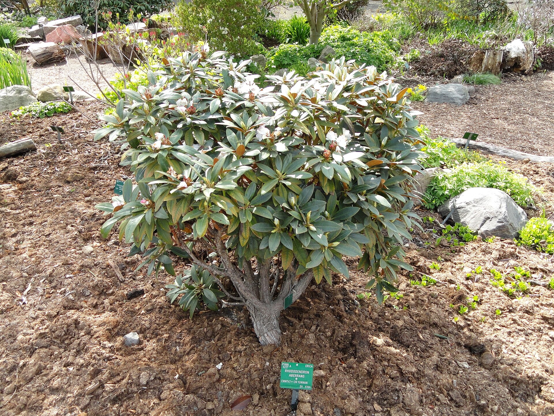 Rododendron traillianum