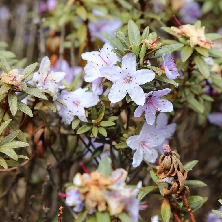 Rododendron telmateium (Rhododendron telmateium)