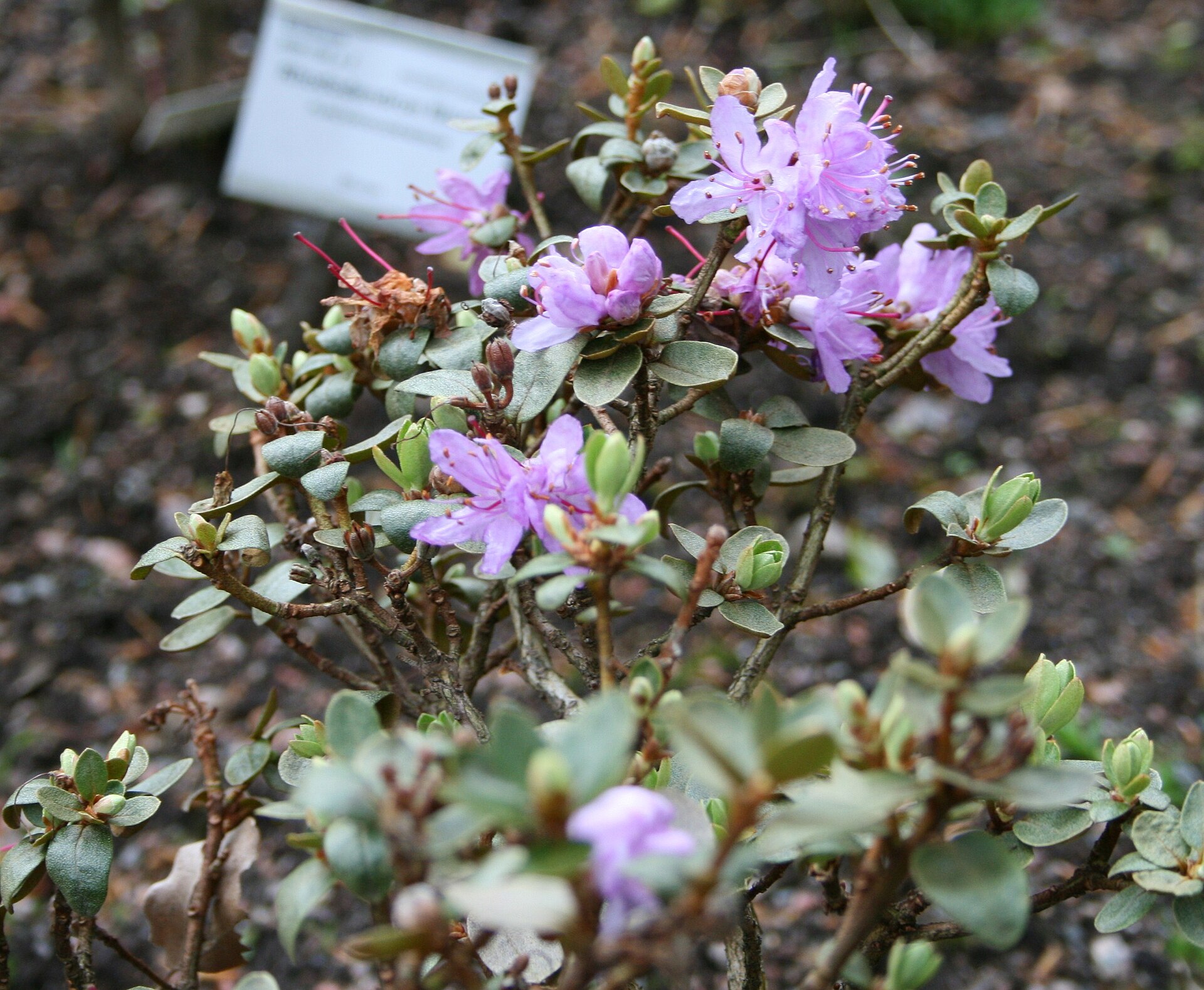 Rododendron tapetiforme