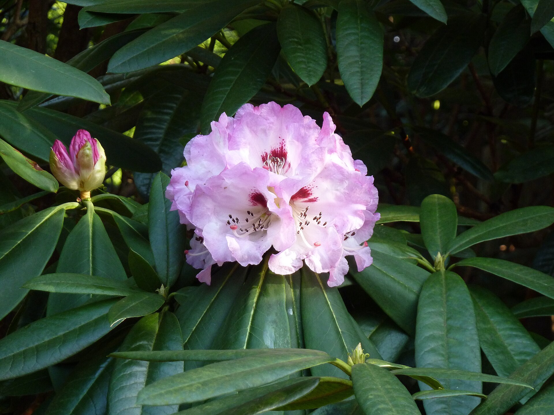 Rododendron sutchuenense