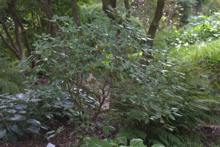 Rododendron souliei (Rhododendron souliei)