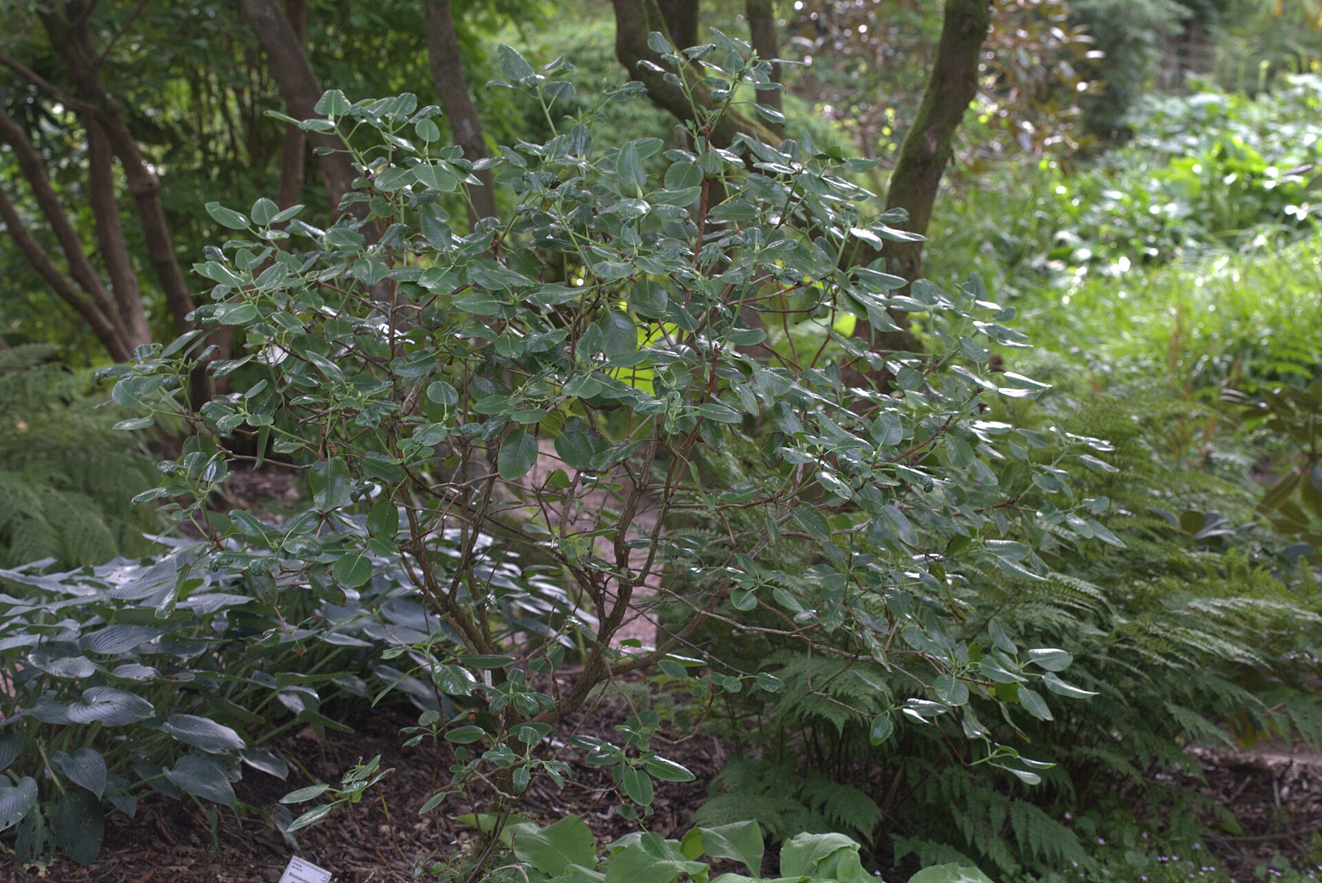 Rododendron souliei