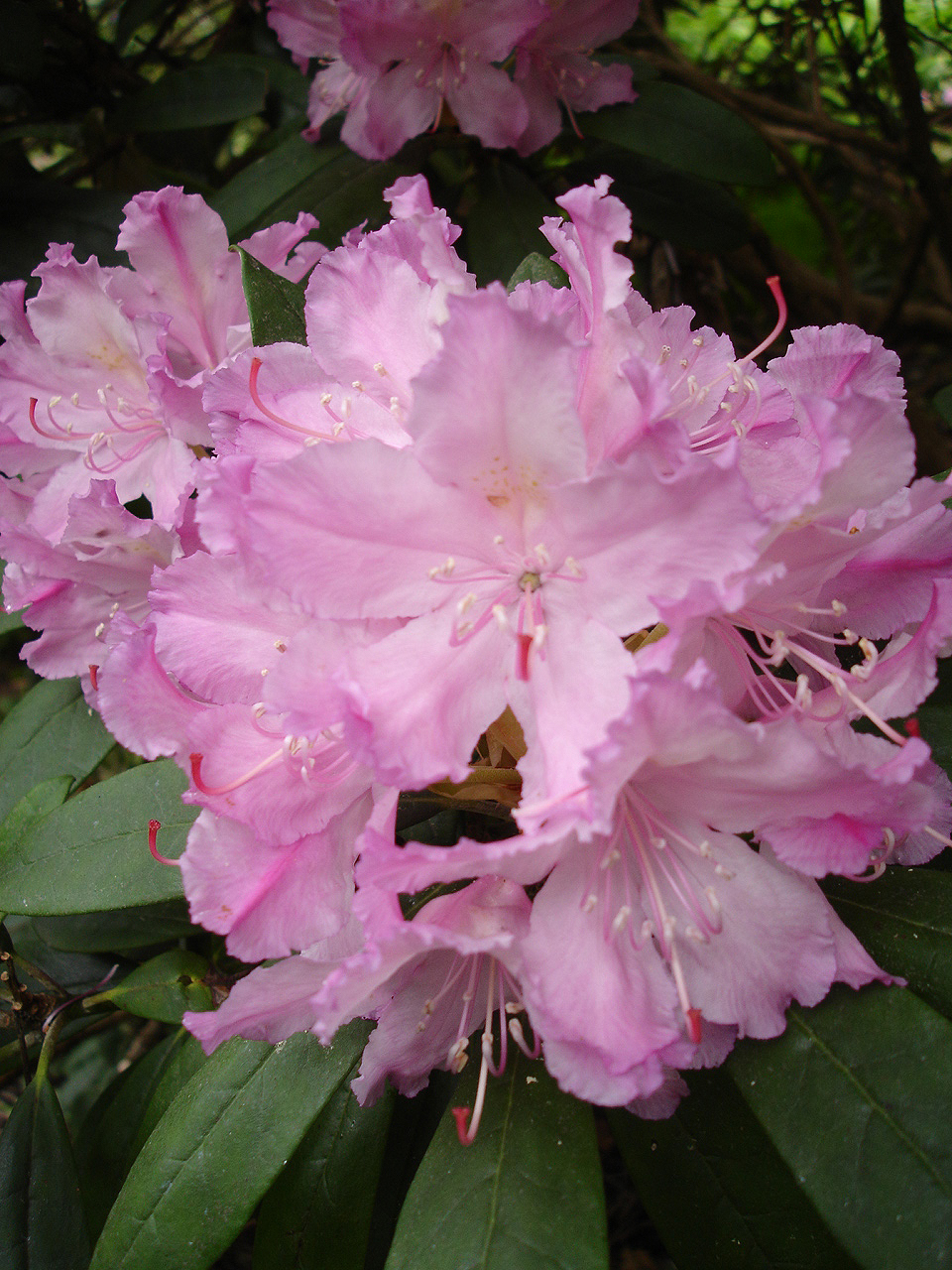Rododendron smirnowii