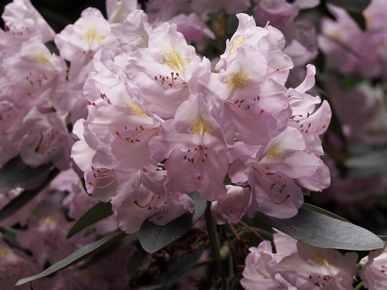 Rododendron ´allah´