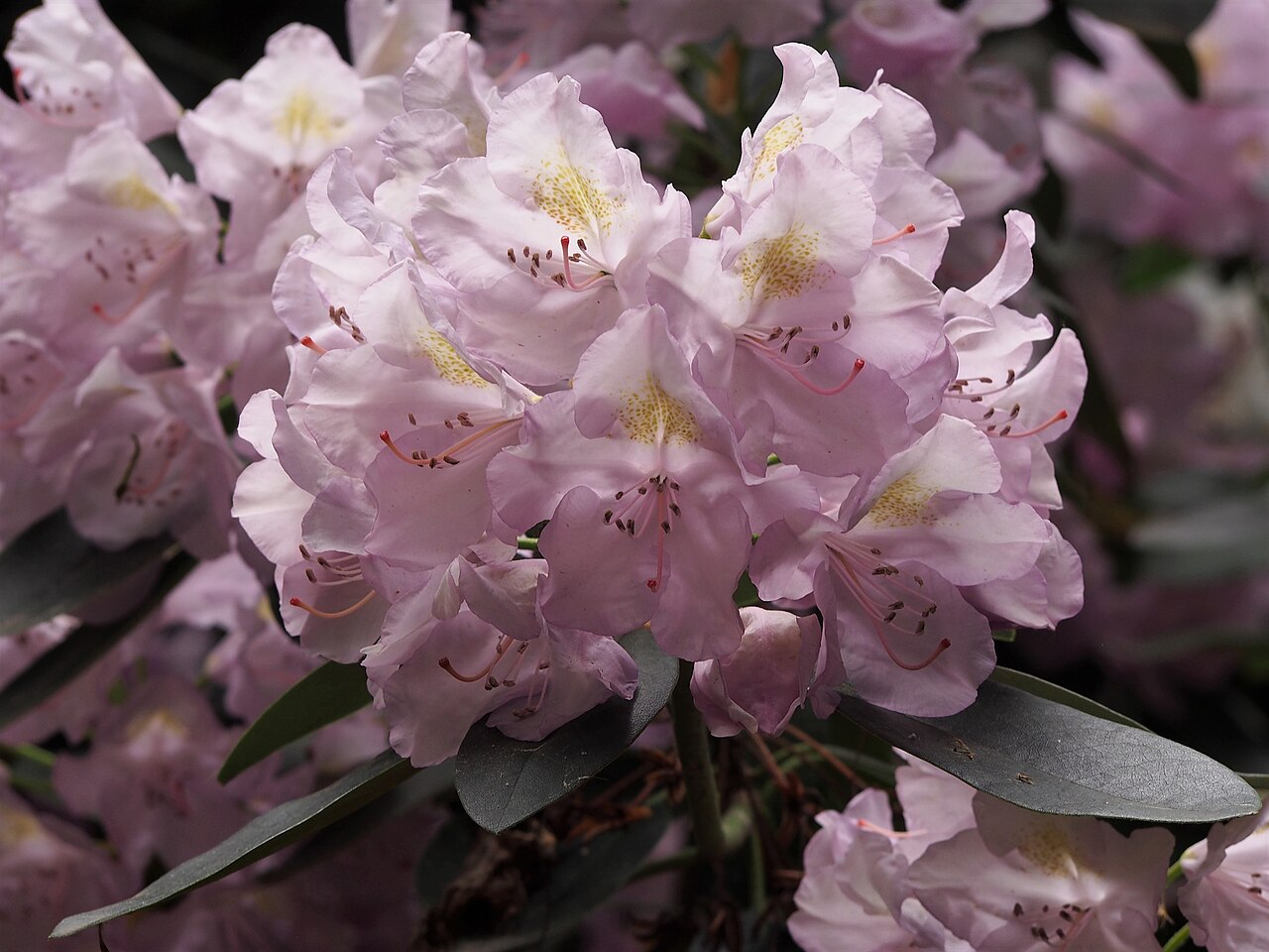Rododendron ´allah´