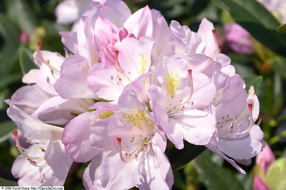 Rododendron ´album elegans´