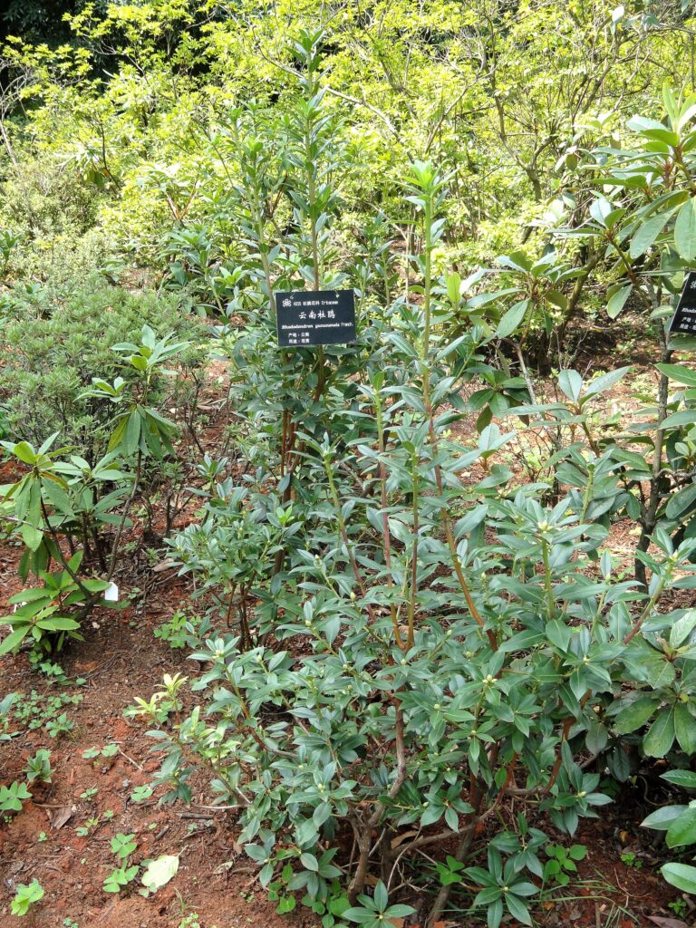 Rododendron yunnanense (Rhododendron yunnanense)