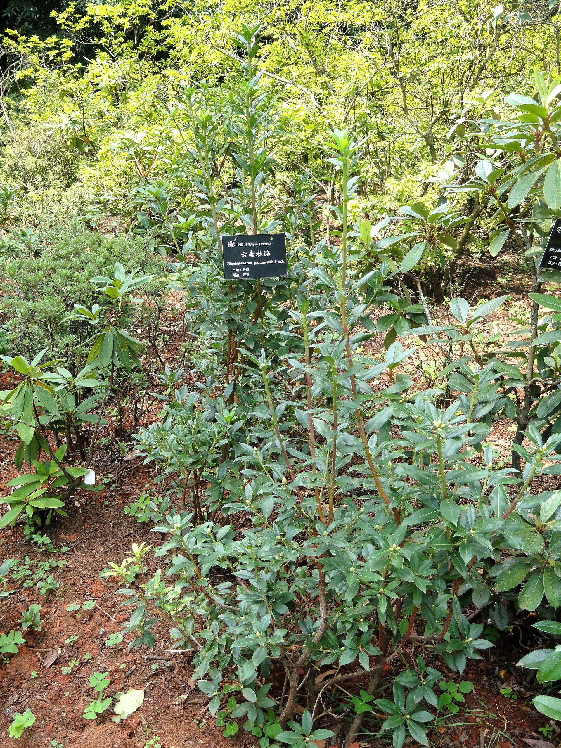 Rododendron yunnanense