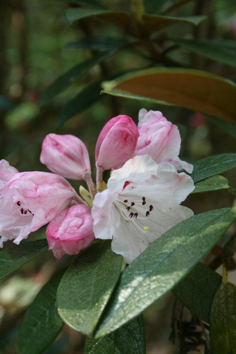 Rododendron wiltonii (Rhododendron wiltonii)