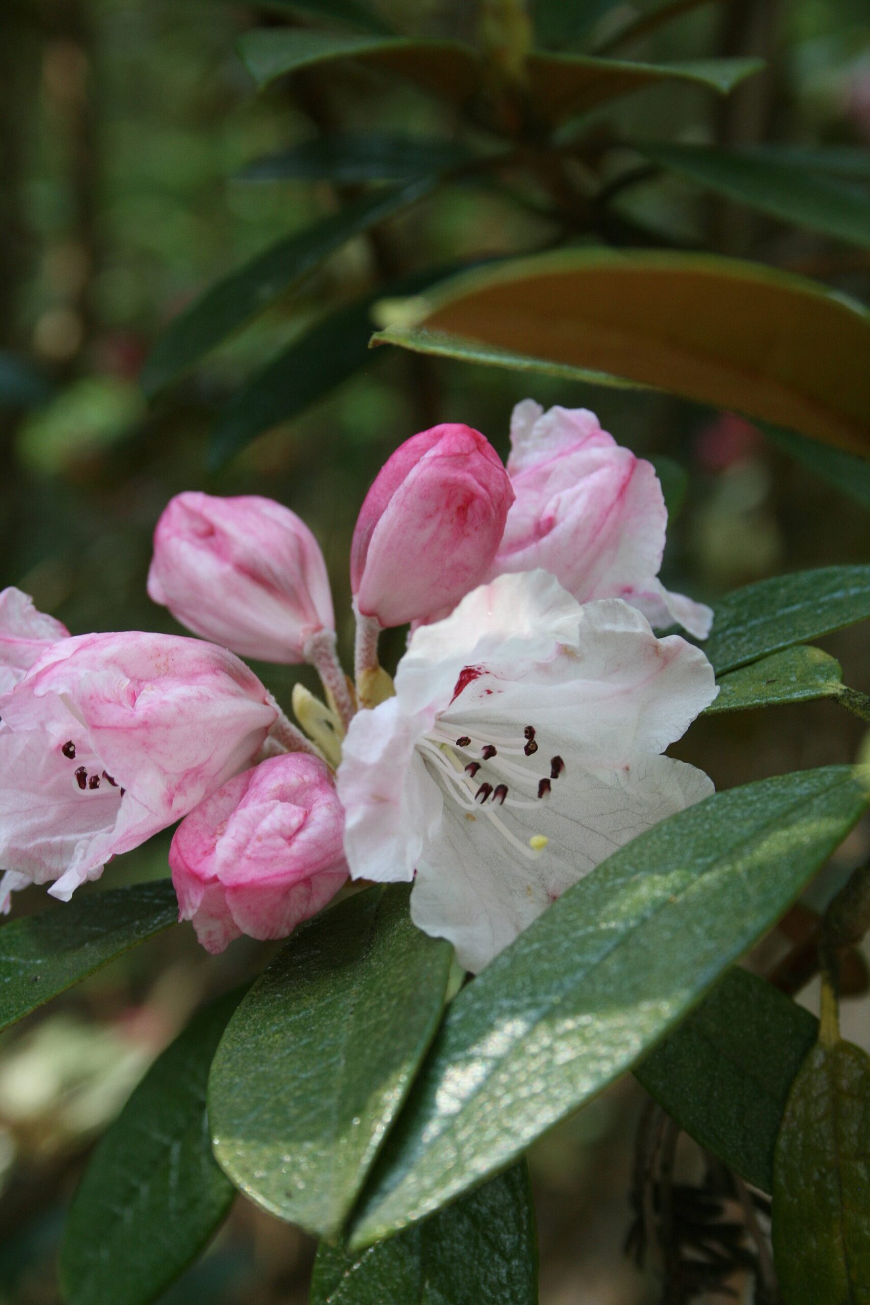 Rododendron wiltonii