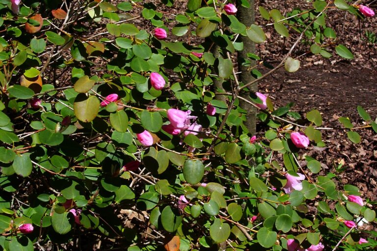 Rododendron williamsianum
