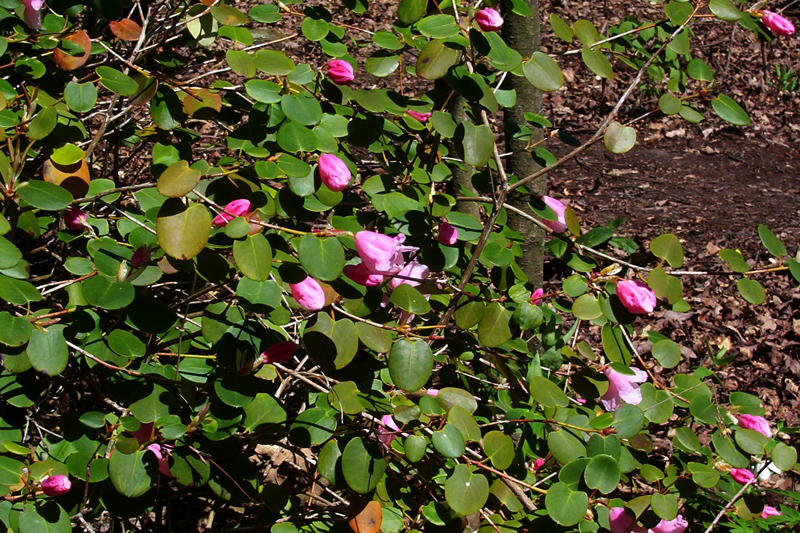 Rododendron williamsianum