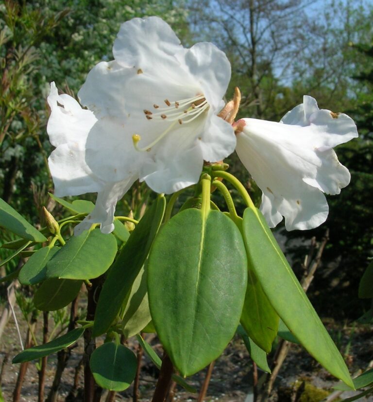 Rododendron wightii (Rhododendron wightii)