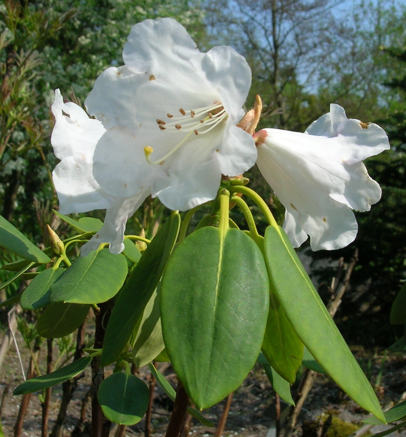 Rododendron wightii