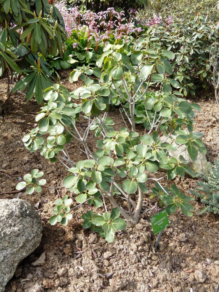 Rododendron wardii (Rhododendron wardii)
