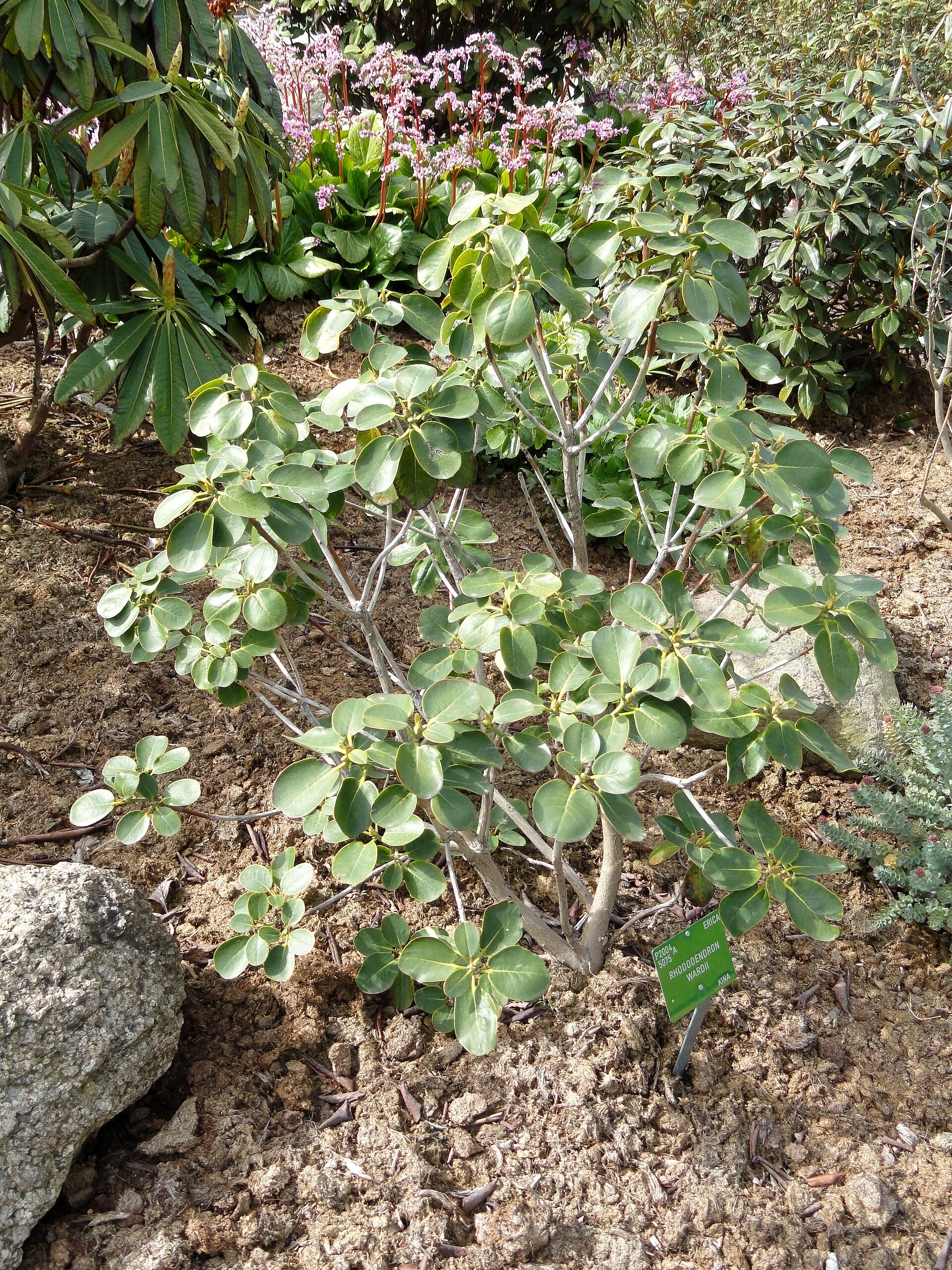 Rododendron wardii
