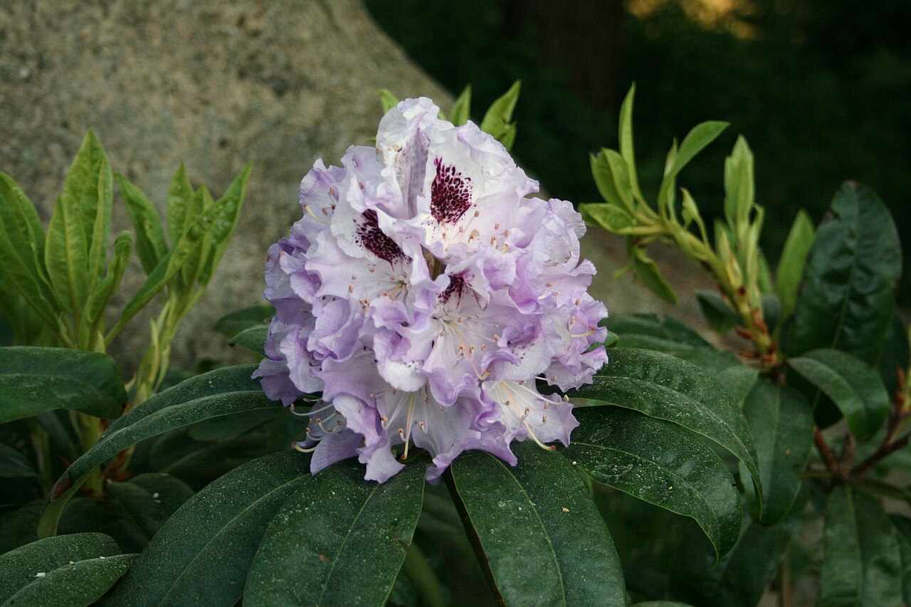 Rododendron ´blue peter´