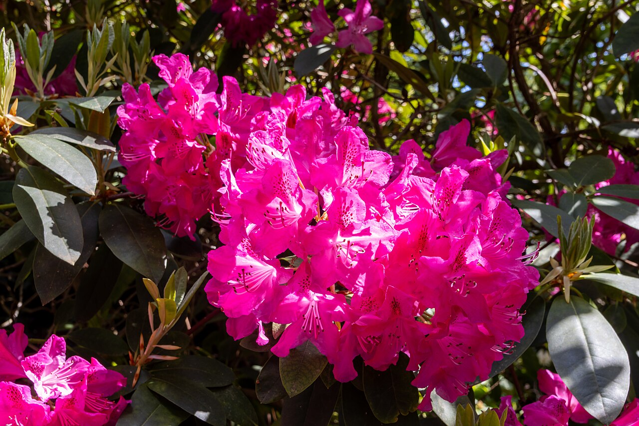 Rododendron ´cynthia´
