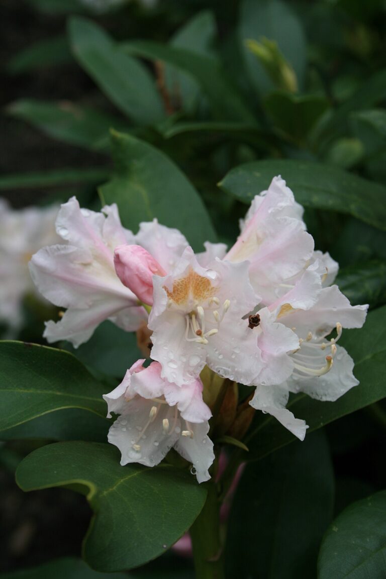 Rododendron ´cunningham´s white´