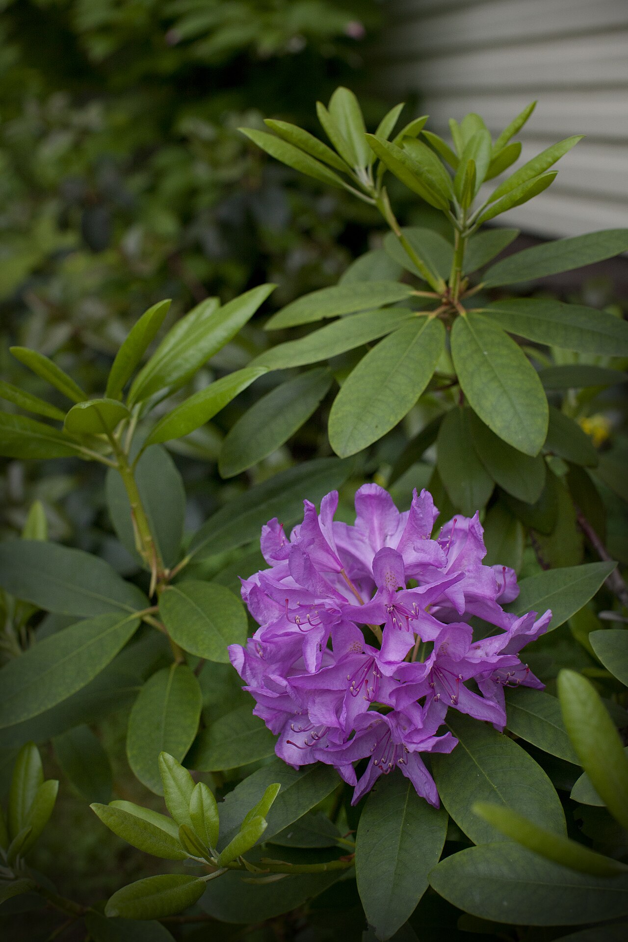Rododendron ´catawbiense boursault´
