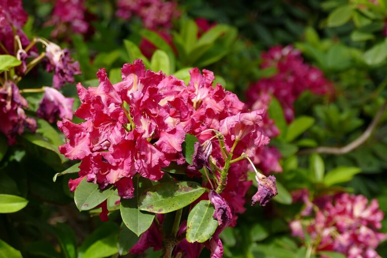 Rododendron ´general eisenhower´