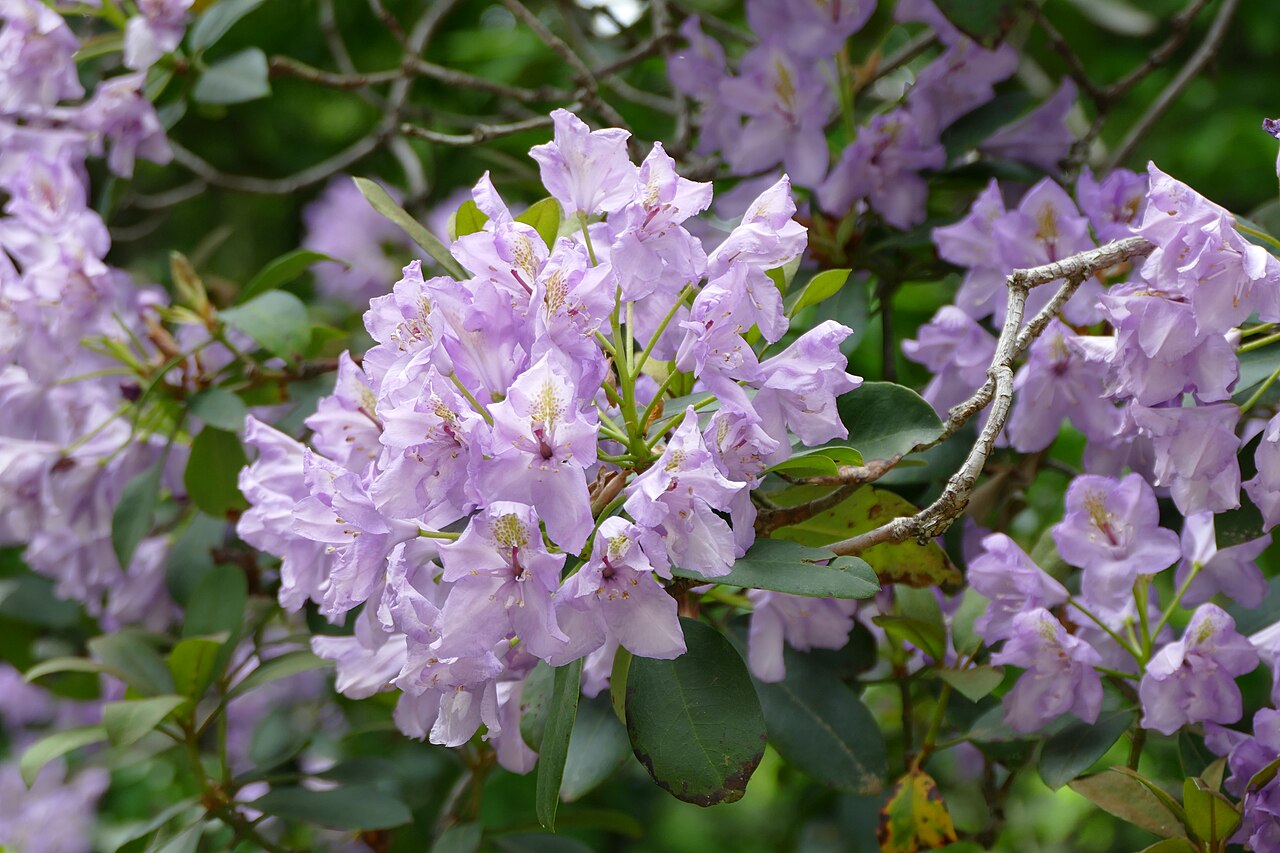 Rododendron ´fastuosum flore pleno´