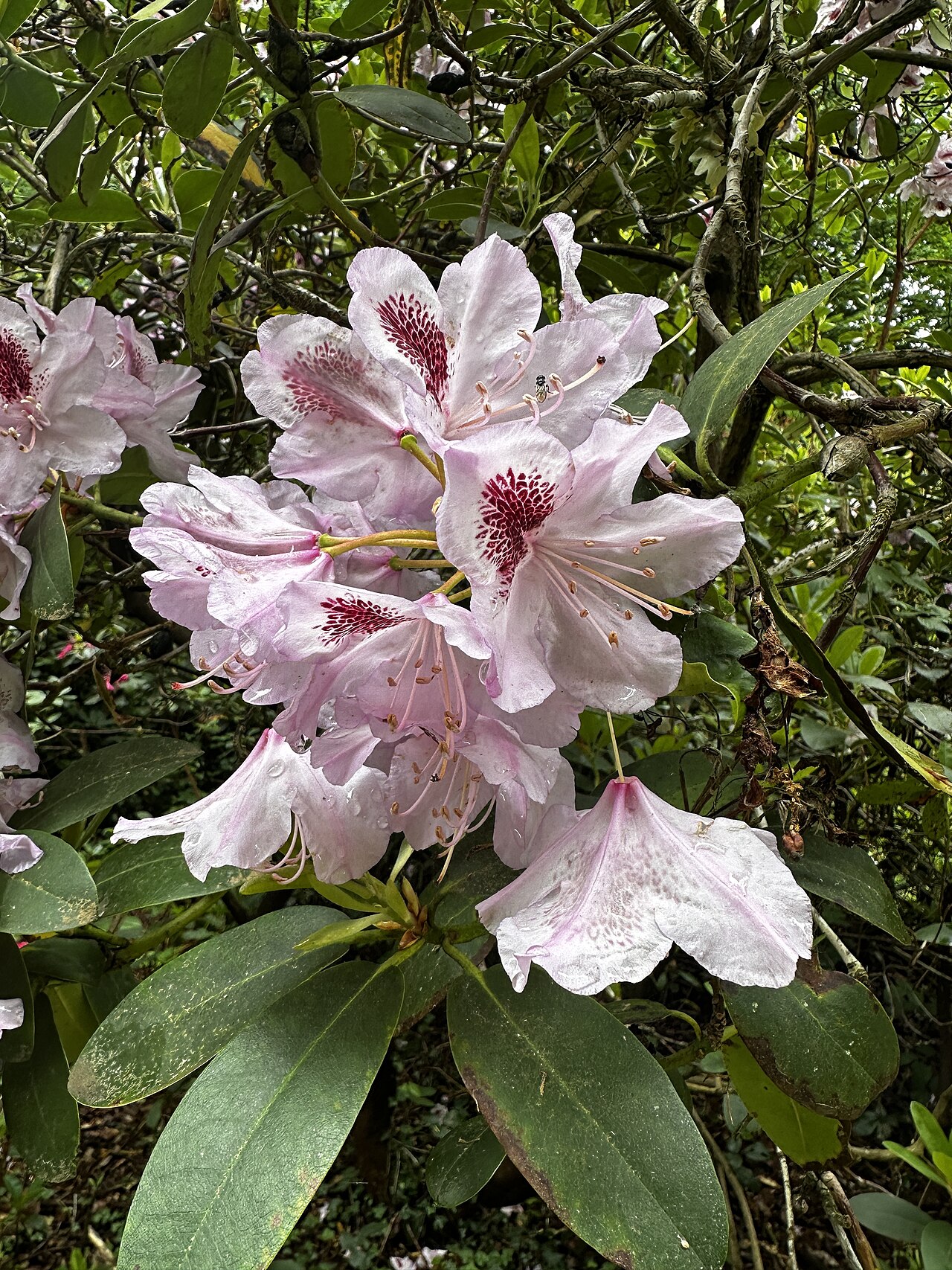 Rododendron ´humboldt´