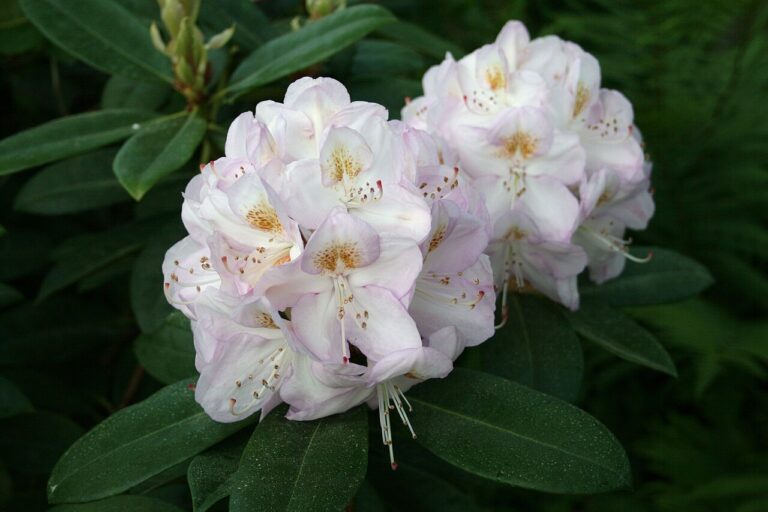 Rododendron ´gomer waterer´