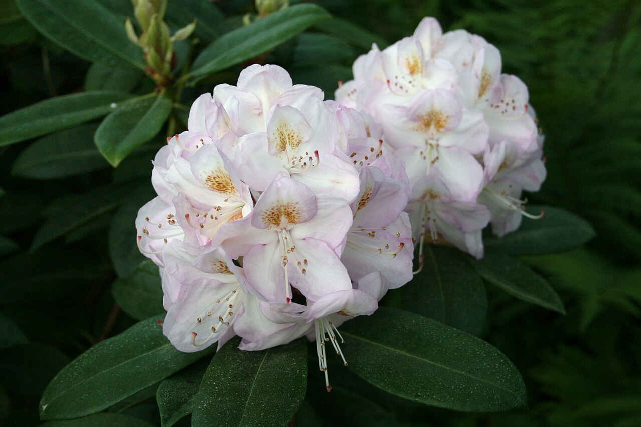 Rododendron ´gomer waterer´