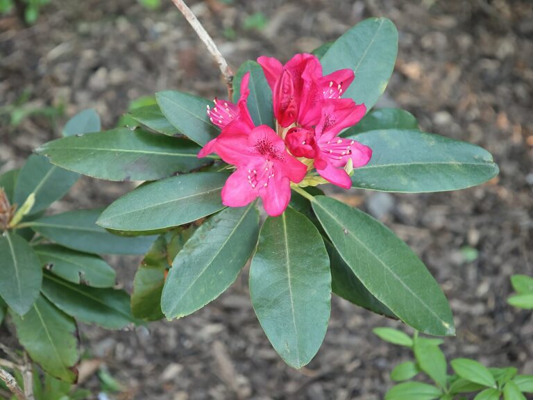 Rododendron ´nova zembla´
