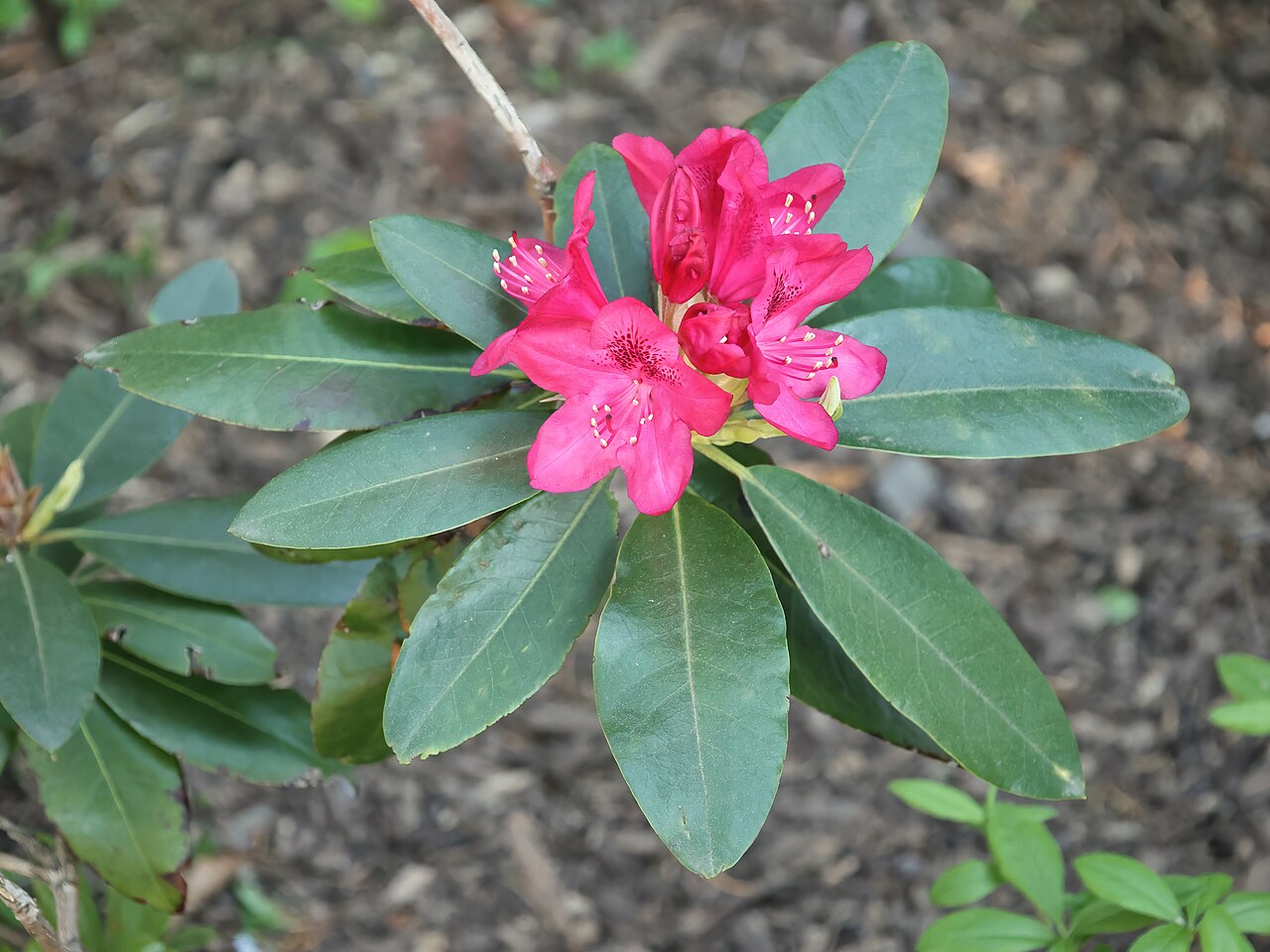 Rododendron ´nova zembla´