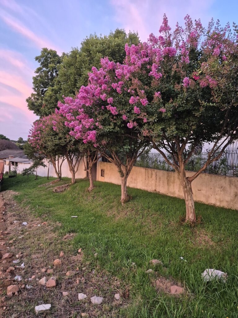 Lagerstroemia (Lagerstroemia indica)