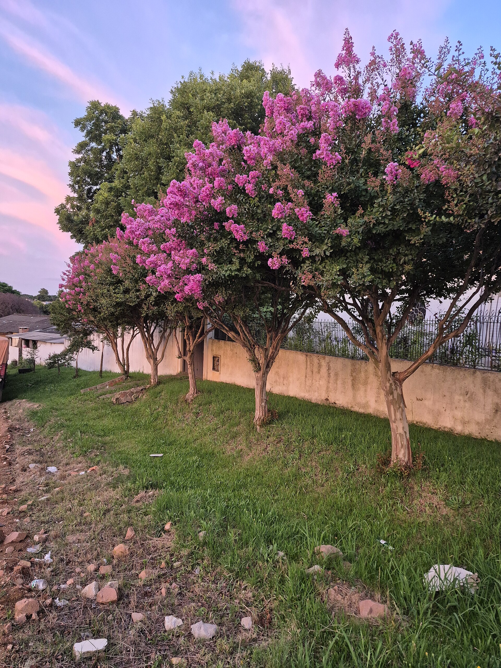 Lagerstroemia
