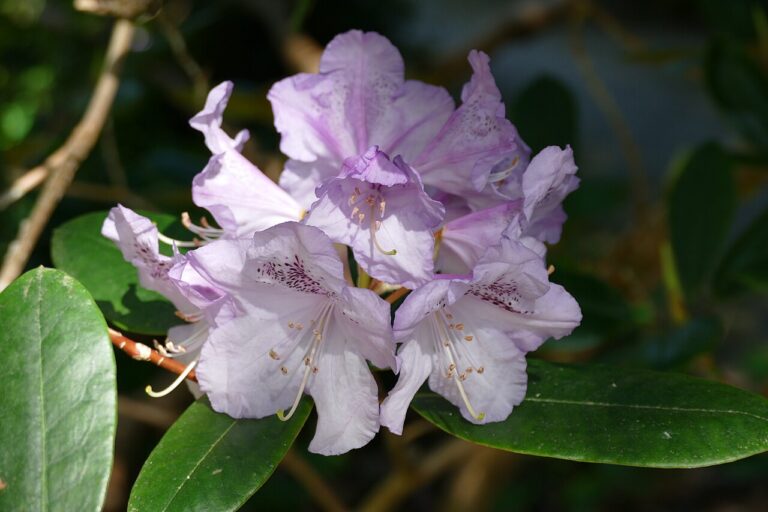 Rododendron ´susan´