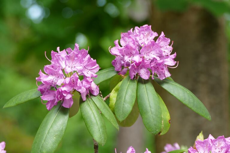Rododendron ´roseum elegans´ Rododendron ´roseum elegans´