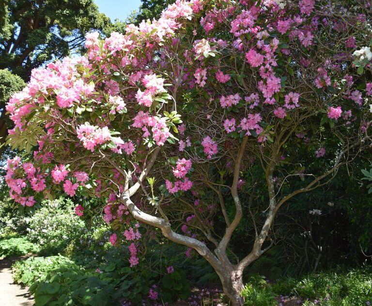 Rododendron ´queen mary´