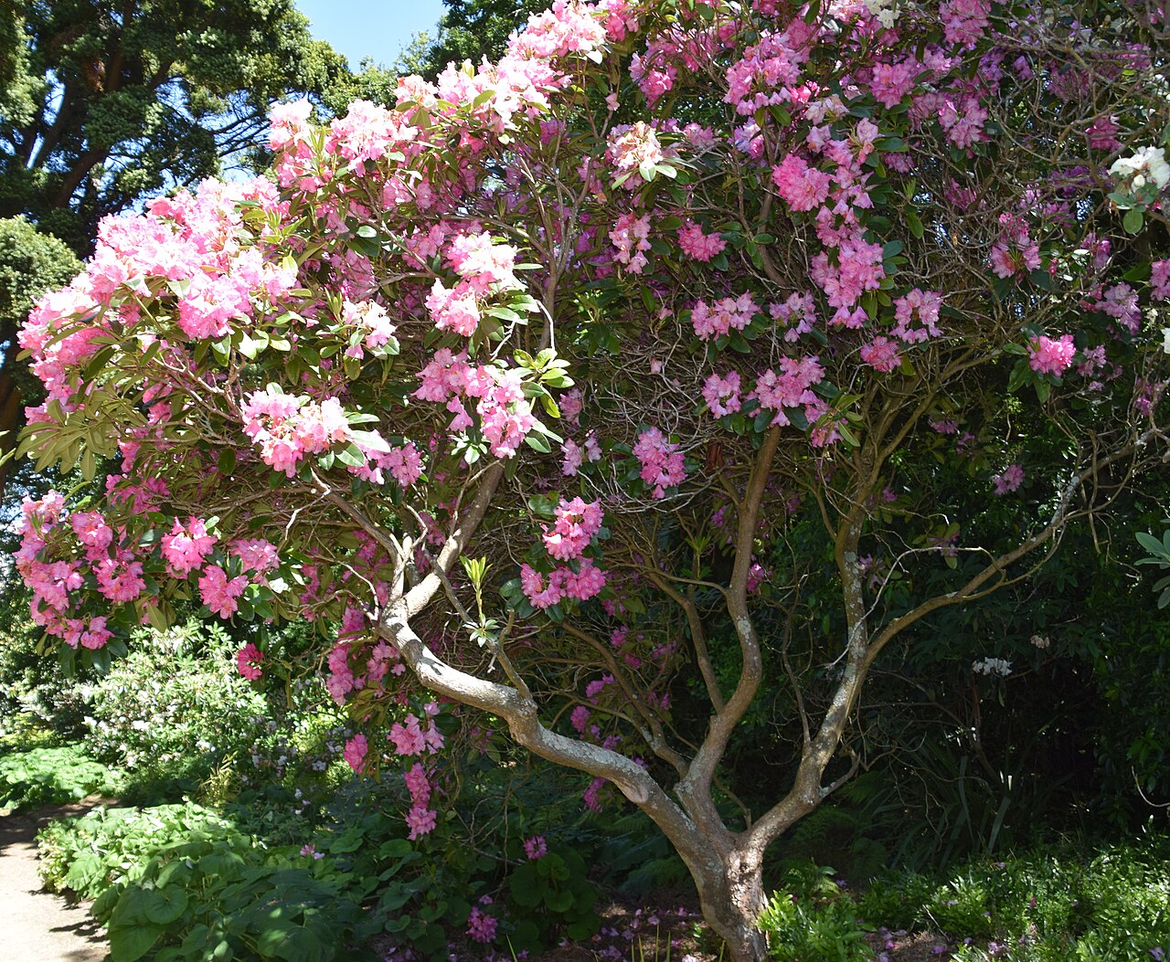 Rododendron ´queen mary´