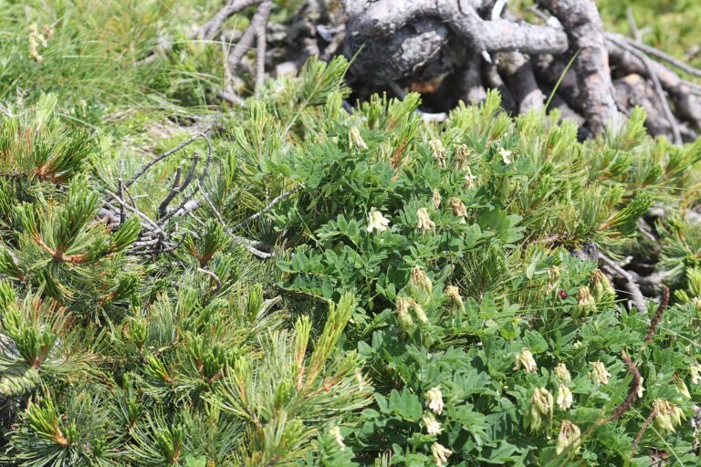 Kozinec ledový (Astragalus frigidus)