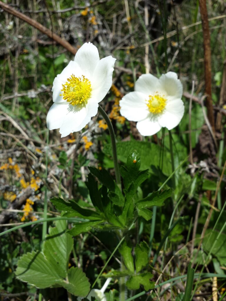 Sasanka lesní (Anemone sylvestris)