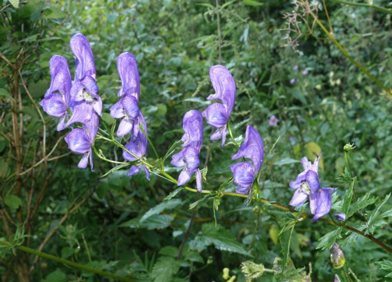 Oměj různobarevný (Aconitum variegatum)